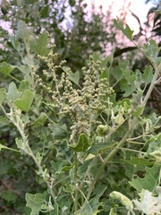 Chenopodium oahuense