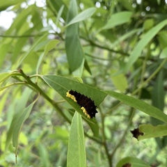 Gynautocera rubriscutellata