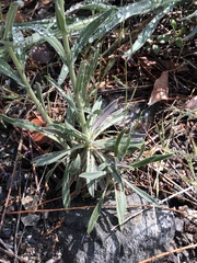 Boechera californica