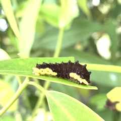 Gynautocera rubriscutellata