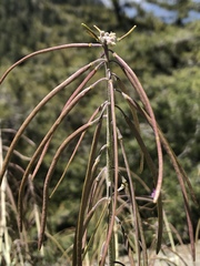 Boechera californica