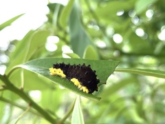 Gynautocera rubriscutellata