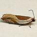 Ancylis laciniana - Photo (c) Bob Patterson at Moth Photographers Group,  זכויות יוצרים חלקיות (CC BY-NC-SA)