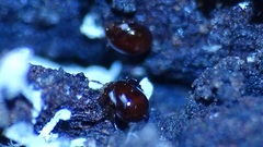 Oribatida