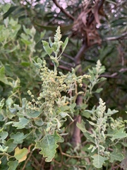 Chenopodium oahuense