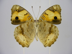 Junonia hierta cebrene