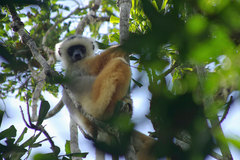 Propithecus diadema