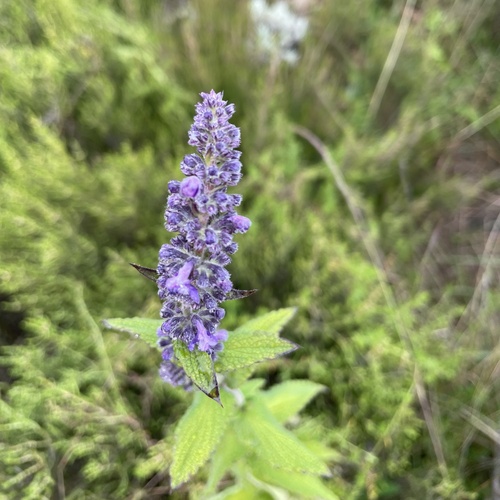 African Blue Catmint