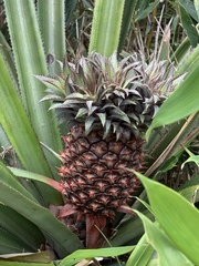 Ananas comosus comosus