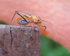 Gminatus australis