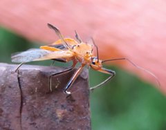 Gminatus australis
