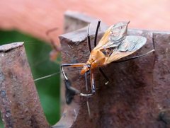 Gminatus australis