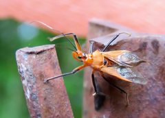 Gminatus australis