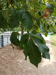 Aesculus