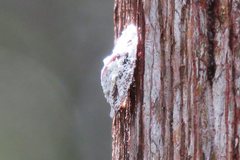 Emcephalus floccosus