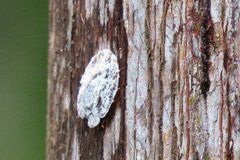 Emcephalus floccosus