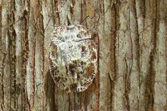 Emcephalus floccosus