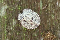 Emcephalus floccosus