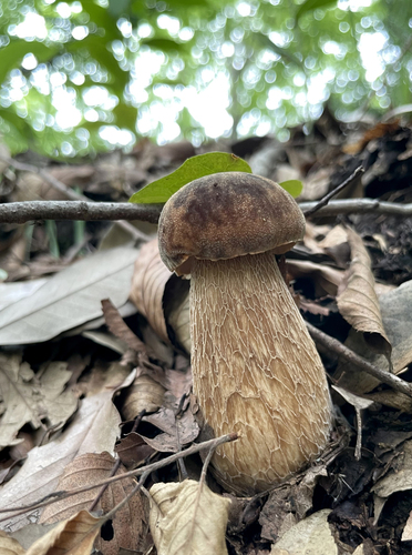 Boletus reticulatus