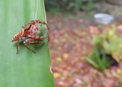 Opisthoncus parcedentatus