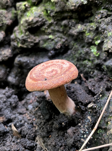 Lactarius subzonarius