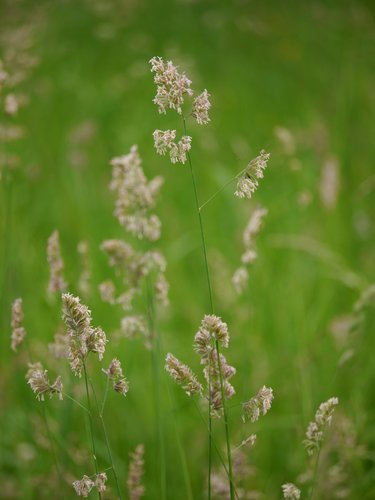 Subfamily Pooideae · iNaturalist