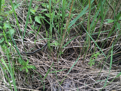 Thamnophis sirtalis