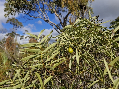 Image of Santalum acuminatum by (c) ronavery, some rights reserved (CC BY)