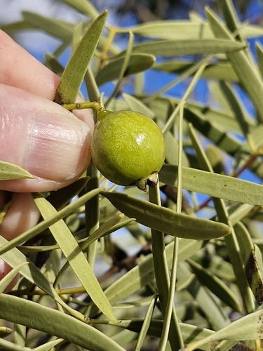 Image of Santalum acuminatum by (c) ronavery, some rights reserved (CC BY)