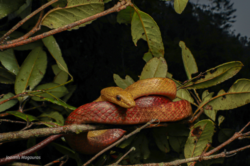 Perinet Night Snake