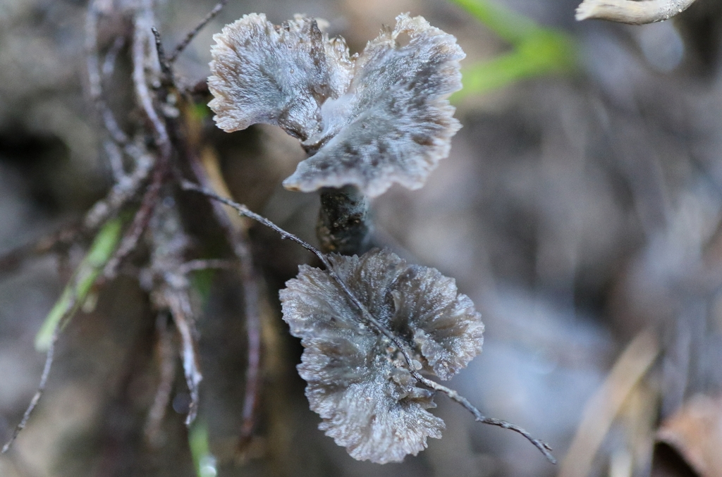 Craterellus australis from Mooney Mooney Creek NSW 2250, Australia on
