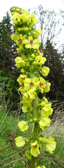 Verbascum alpinum