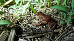 Bufo sachalinensis
