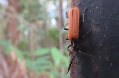 Pseudolycus torridus