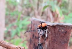 Pseudolycus torridus