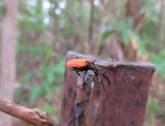 Pseudolycus torridus