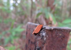 Pseudolycus torridus