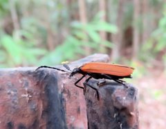 Pseudolycus torridus