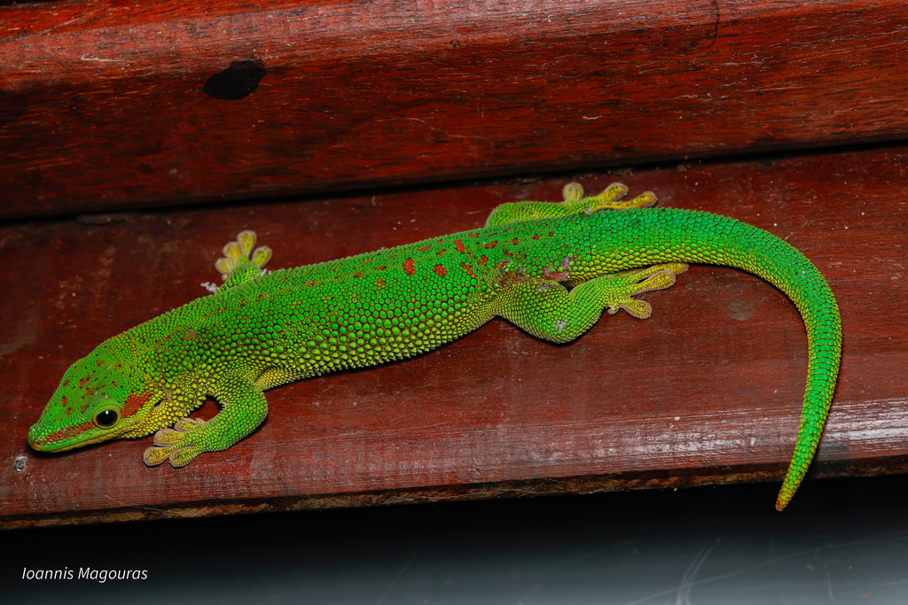 Gecko diurne de Madagascar (Phelsuma madagascariensis)