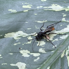 Tachypompilus analis