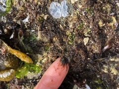 Callithamnion acutum