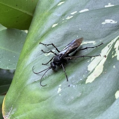 Tachypompilus analis