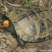 Bog and Wood Turtles - Photo (c) Todd Pierson, some rights reserved (CC BY-NC-SA)