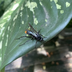 Tachypompilus analis