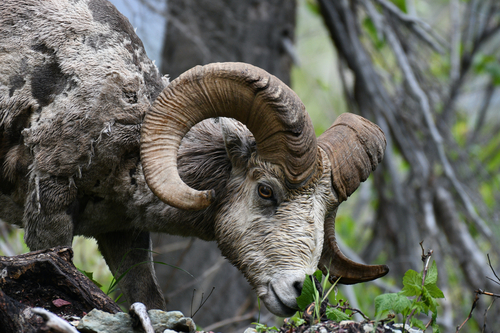 Bighorn Sheep photographed in Montana
