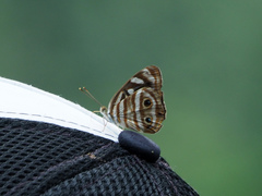 Dynamine gisella