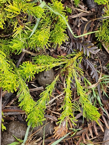 Image of Adenanthos terminalis by (c) ronavery, some rights reserved (CC BY)