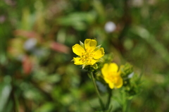 Potentilla gracilis