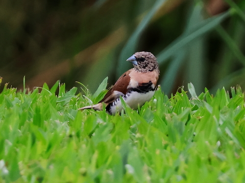 Chestnut-breasted Mannikin