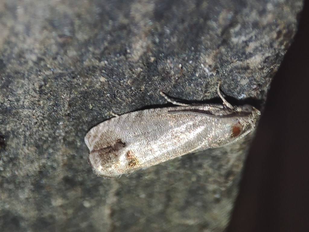 Codling Moth in June 2024 by Luis Silva · iNaturalist